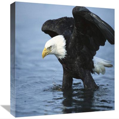 12 x 18 in. Bald Eagle Wading Through Water, Kenai Peninsula, Alaska Art Print - Tom Vezo