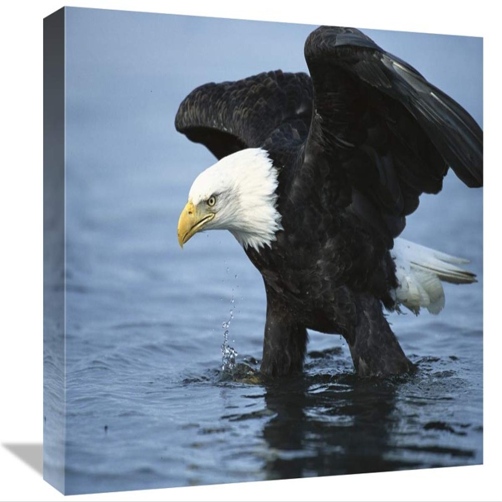 12 x 18 in. Bald Eagle Wading Through Water, Kenai Peninsula, Alaska Art Print - Tom Vezo