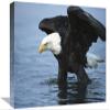 12 x 18 in. Bald Eagle Wading Through Water, Kenai Peninsula, Alaska Art Print - Tom Vezo view 1