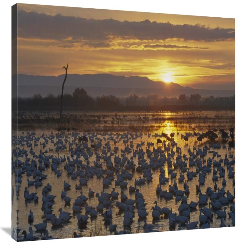 24 x 36 in. Snow Goose Wintering Flock at Sunrise, Bosque Del Apache National Wildlife Refuge, New Mexico Art Print - Konrad Wothe