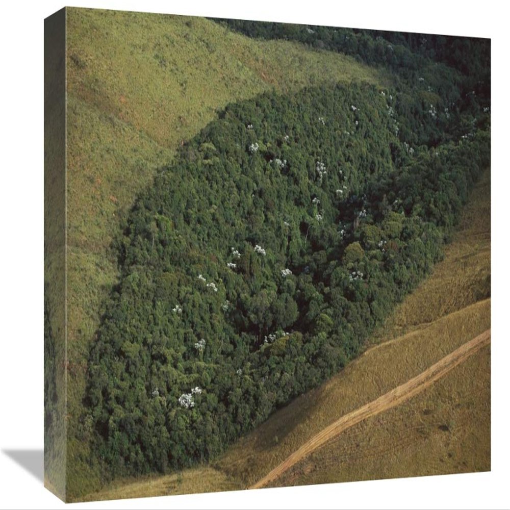 12 x 18 in. Patch of Remnant Rainforest Surrounded by Clearcut, Belo Horizonte, Atlantic Forest Ecosystem, Brazil Art Print - Mark Moffett