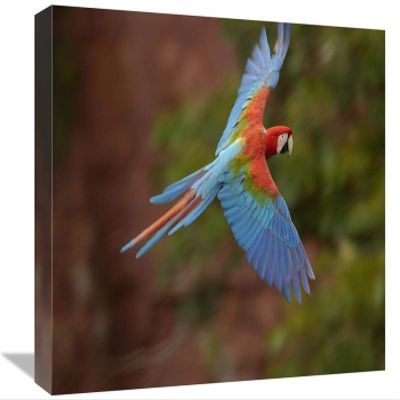 12 x 18 in. Red & Green Macaw Flying, Mato Grosso Do Sul, Brazil Art Print - Pete Oxford
