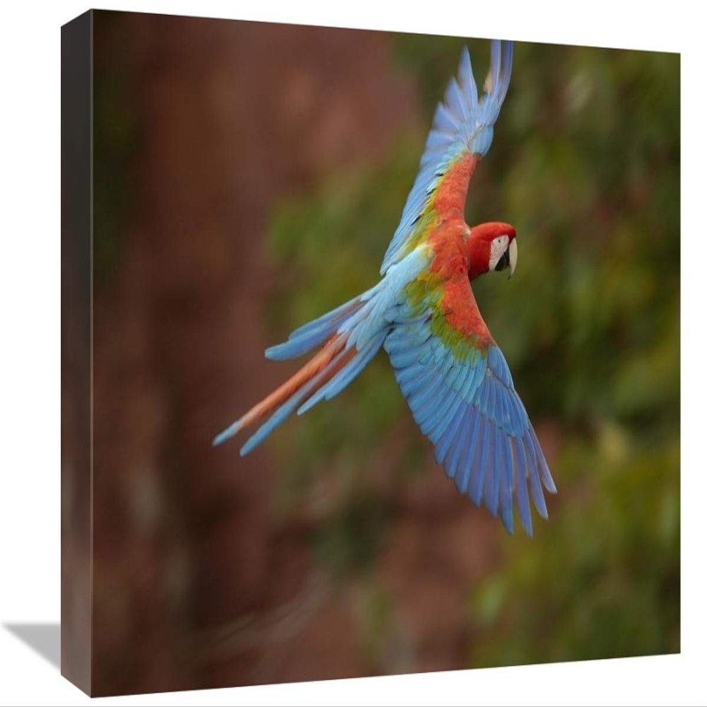 12 x 18 in. Red & Green Macaw Flying, Mato Grosso Do Sul, Brazil Art Print - Pete Oxford