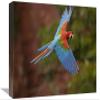 12 x 18 in. Red & Green Macaw Flying, Mato Grosso Do Sul, Brazil Art Print - Pete Oxford view 1