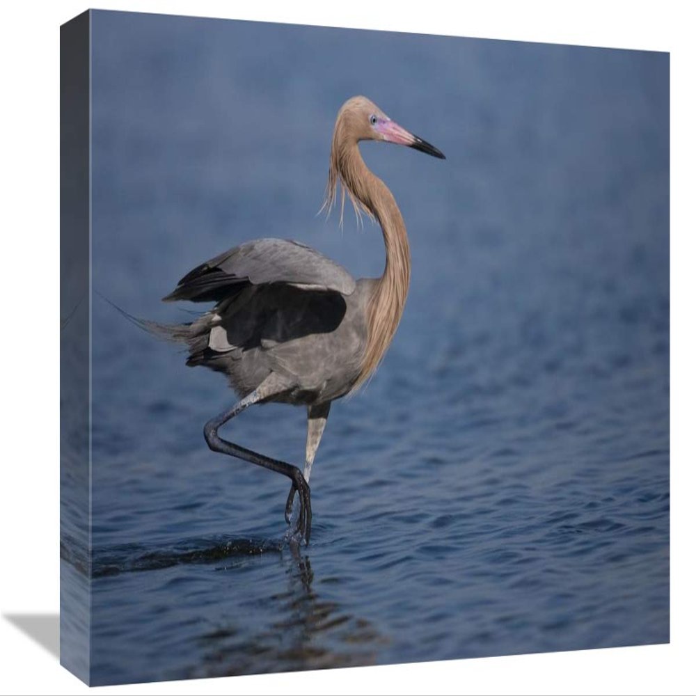 12 x 18 in. Reddish Egret Wading Through Shallow Water, Rio Grande Valley, Texas Art Print - Tom Vezo