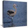 12 x 18 in. Reddish Egret Wading Through Shallow Water, Rio Grande Valley, Texas Art Print - Tom Vezo view 1