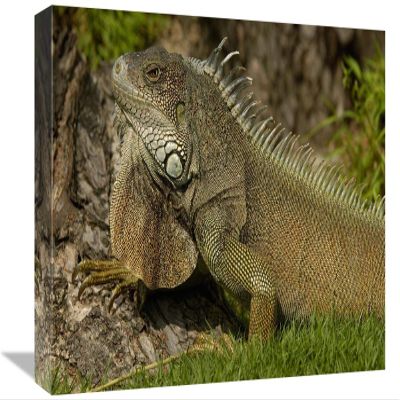 12 x 18 in. Green Iguana Side View, Seminario Park, Guayaquil, Ecuador Art Print - Pete Oxford