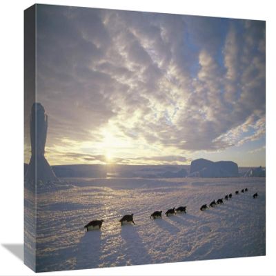 12 x 18 in. Emperor Penguins Tobogganing to Rookery, Edward VIII Gulf, Antarctica Art Print - Tui De Roy