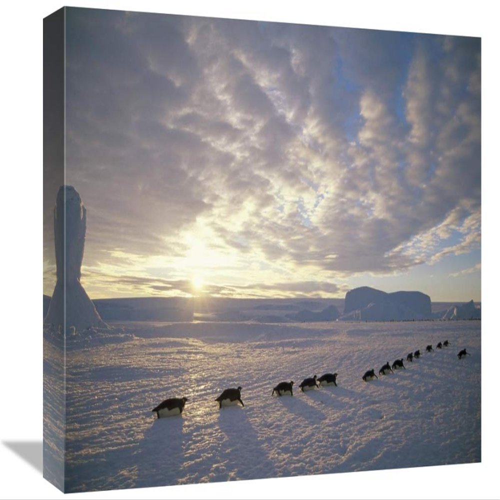 12 x 18 in. Emperor Penguins Tobogganing to Rookery, Edward VIII Gulf, Antarctica Art Print - Tui De Roy