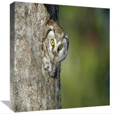 12 x 18 in. Boreal Owl Peaking Through Hole in Tree, Sweden Art Print - Konrad Wothe
