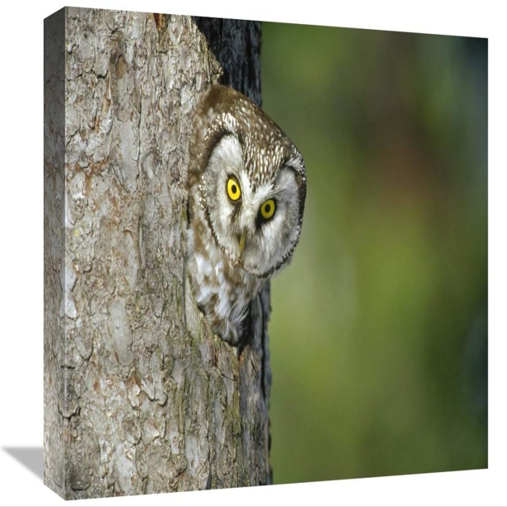 12 x 18 in. Boreal Owl Peaking Through Hole in Tree, Sweden Art Print - Konrad Wothe