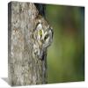 12 x 18 in. Boreal Owl Peaking Through Hole in Tree, Sweden Art Print - Konrad Wothe view 1