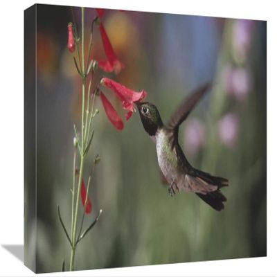 12 x 18 in. Broad-Tailed Hummingbird Feeding on The Nectar of A Scarlet Bugler Flower, New Mexico Art Print - Tim Fitzharris