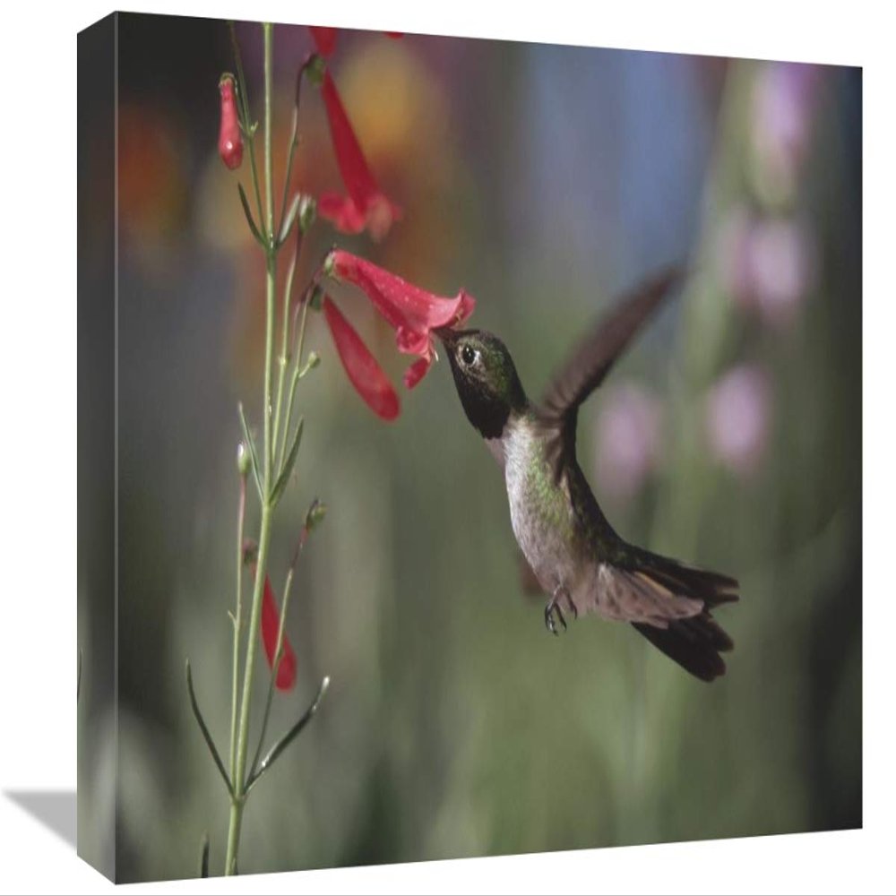12 x 18 in. Broad-Tailed Hummingbird Feeding on The Nectar of A Scarlet Bugler Flower, New Mexico Art Print - Tim Fitzharris