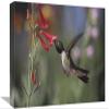 12 x 18 in. Broad-Tailed Hummingbird Feeding on The Nectar of A Scarlet Bugler Flower, New Mexico Art Print - Tim Fitzharris view 1