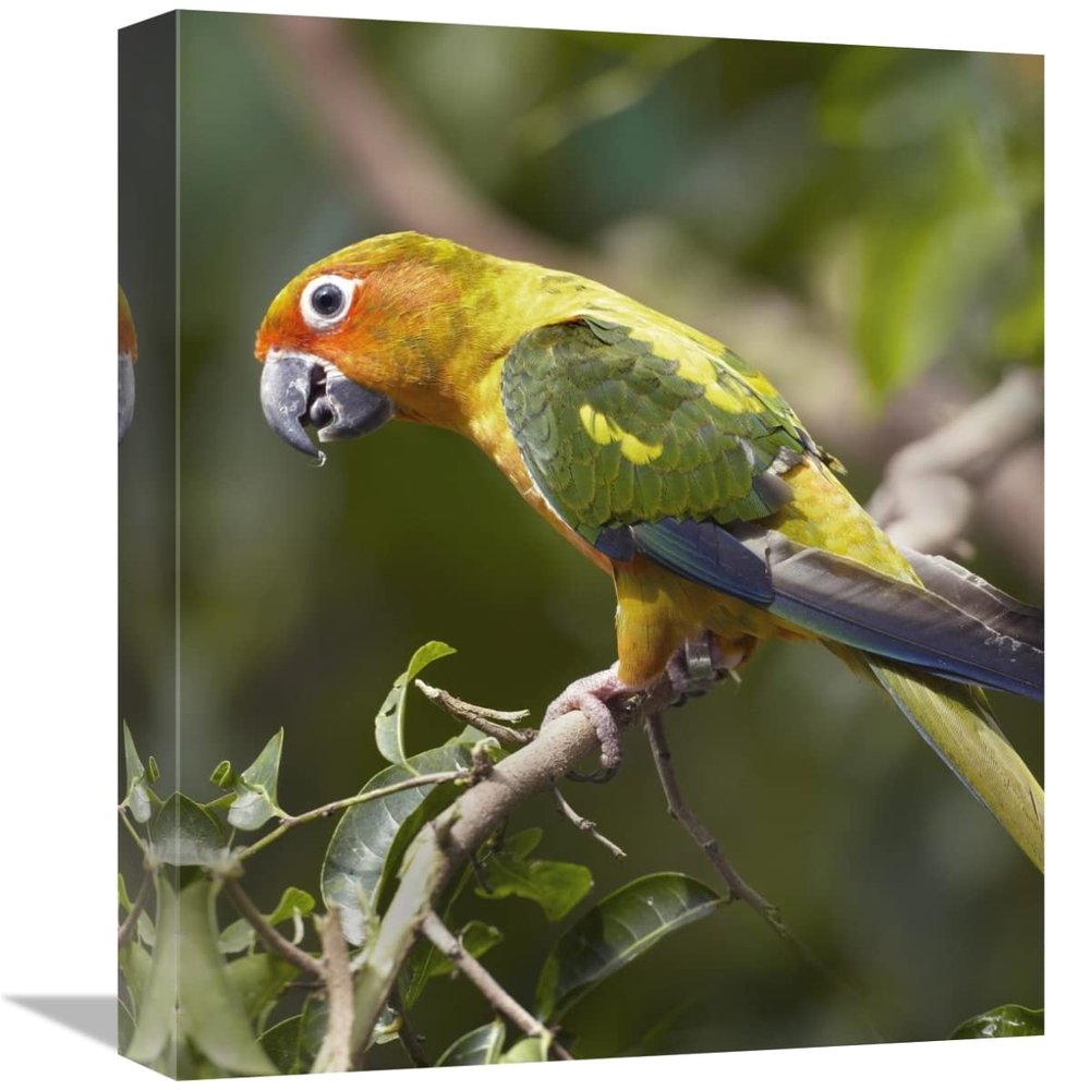 16 in. Sun Parakeet, Native to South America Art Print - Tim Fitzharris