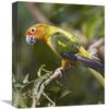 16 in. Sun Parakeet, Native to South America Art Print - Tim Fitzharris view 1