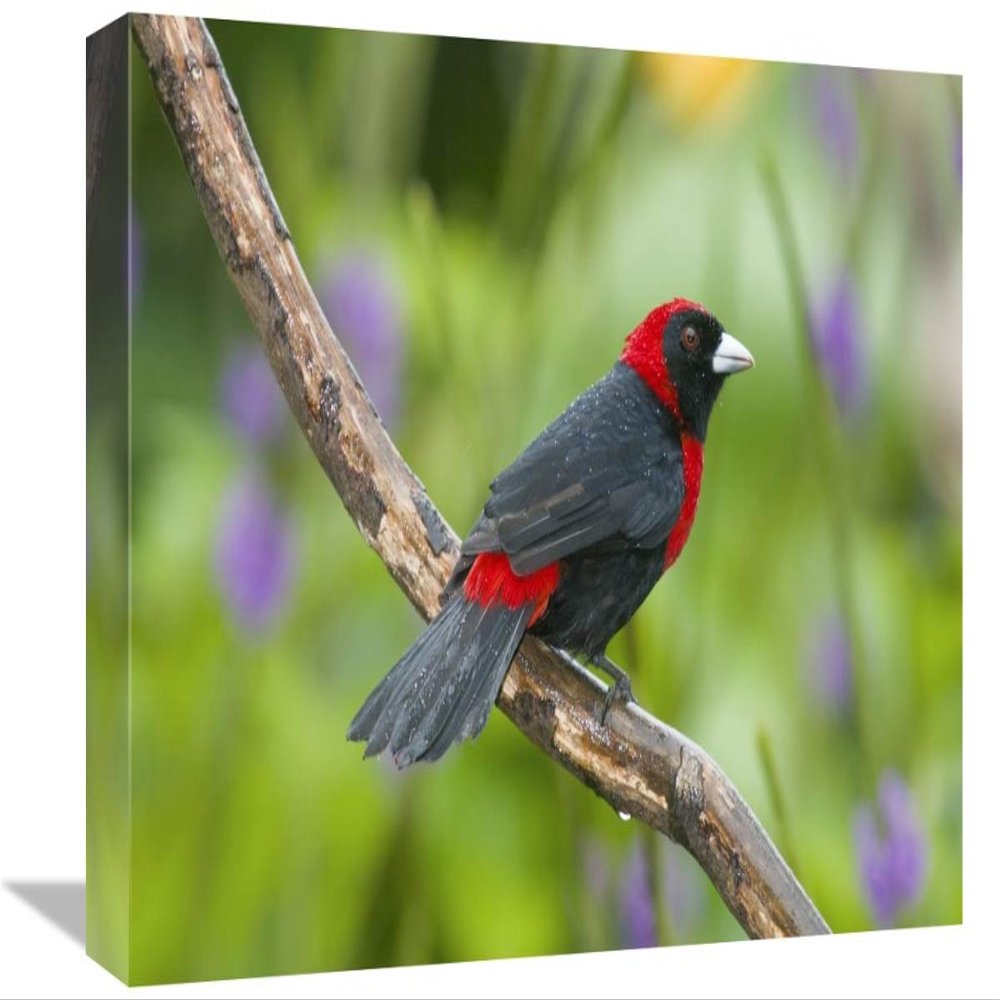 12 x 18 in. Crimson-Collared Tanager Male, Costa Rica Art Print - Steve Gettle