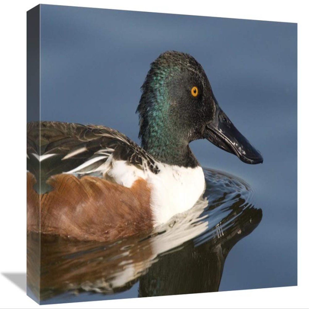 12 x 18 in. Northern Shoveler Male Swimming, Kellogg Bird Sanctuary, Michigan Art Print - Steve Gettle