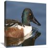 12 x 18 in. Northern Shoveler Male Swimming, Kellogg Bird Sanctuary, Michigan Art Print - Steve Gettle view 1