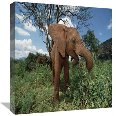 12 x 18 in. Orphan Baby Natumi Feeds on Vegetation, Tsavo East National Park, Kenya Art Print - Gerry Ellis