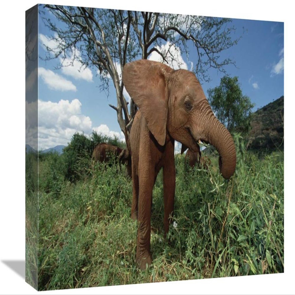 12 x 18 in. Orphan Baby Natumi Feeds on Vegetation, Tsavo East National Park, Kenya Art Print - Gerry Ellis