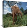 12 x 18 in. Orphan Baby Natumi Feeds on Vegetation, Tsavo East National Park, Kenya Art Print - Gerry Ellis view 1
