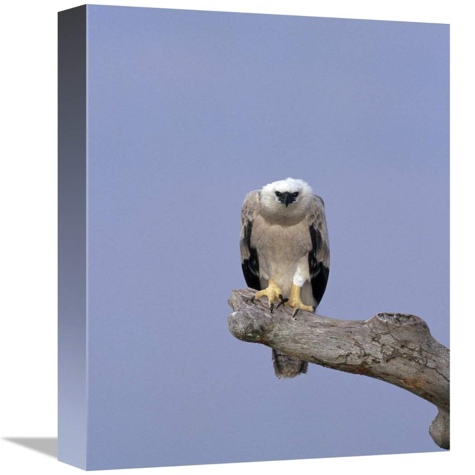 12 x 18 in. Harpy Eagle Juvenile Silk-Cotton Tree, Peru Art Print - Tui De Roy