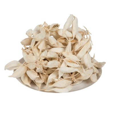 3" Brachychiton Bleached 1.1 lb/tray