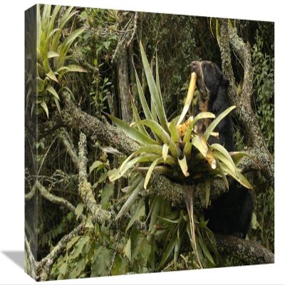 12 x 18 in. Spectacled Bear Feeding on Bromeliads, Cloud Forest, Andes, South America Art Print - Pete Oxford