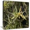 12 x 18 in. Spectacled Bear Feeding on Bromeliads, Cloud Forest, Andes, South America Art Print - Pete Oxford view 1