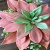Artificial Peach / Pink and Green Succulent Plant in White Ceramic Vase view 2