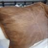 Azrah Traders Lambskin Leather Pillow Cover - Sofa Cushion Case - Decorative Throw Covers for Living Room & Bedroom, 18x18 Inches - Gold Beige Box Pack of 1 view 2