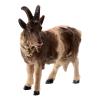 Kostner Nativity Scene 12 cm, Horned Goat with Bell Looking to The Left in Painted Wood view 2