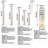 Efavormart 50" | 10 Arm Gold Cluster Taper Candle Holder Candelabra with Clear Glass Shades - Perfect for Wedding Party Decorations, Banquet, Upscale Occasions, Birthday Celebrations view 3