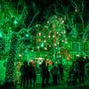 TW SHINE Green Christmas Lights, Total 400 LED 132FT Christmas Lights Plug in with 8 Modes, Waterproof Fairy St. Patrick's Day Light Outdoor, Indoor Christmas Decorations for Party Yard Decorations view 4