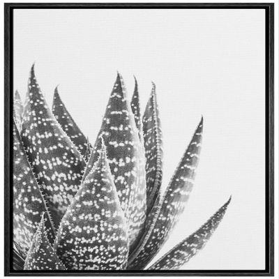 SIGNWIN Framed Canvas Print Wall Art Close Up Black White Tropical Snake Plant Nature Wilderness Photography Modern Art Southwest Floral Rustic for Living Room, Bedroom, Office - 16"x24" Black