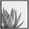 SIGNWIN Framed Canvas Print Wall Art Close Up Black White Tropical Snake Plant Nature Wilderness Photography Modern Art Southwest Floral Rustic for Living Room, Bedroom, Office - 16"x24" Black view 1