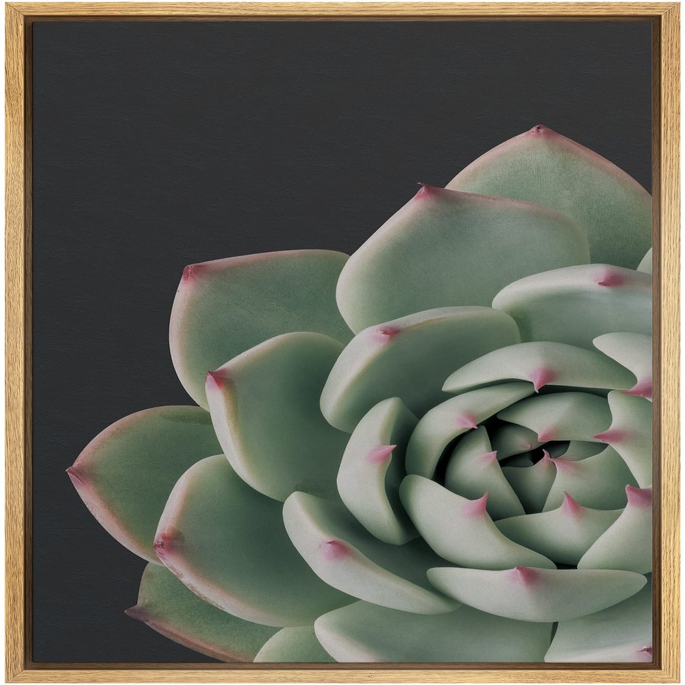SIGNWIN Framed Canvas Print Wall Art Close Up Red Green Rose Petal Cactus Succulent Nature Wilderness Photography Modern Art Southwest Floral for Living Room, Bedroom, Office - 16"x24" Natural