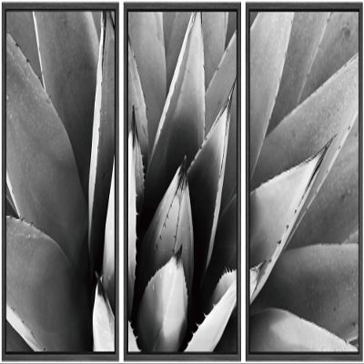 SIGNWIN Framed Canvas Wall Art Agave Plant Petal Botanical Succulent Photography Minimalism Contemporary Closeup Dramatic Black and White for Living Room, Bedroom, Office - 16"x24"x3 Black