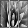 SIGNWIN Framed Canvas Wall Art Agave Plant Petal Botanical Succulent Photography Minimalism Contemporary Closeup Dramatic Black and White for Living Room, Bedroom, Office - 16"x24"x3 Black view 1
