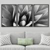 SIGNWIN Framed Canvas Wall Art Agave Plant Petal Botanical Succulent Photography Minimalism Contemporary Closeup Dramatic Black and White for Living Room, Bedroom, Office - 16"x24"x3 Black view 3