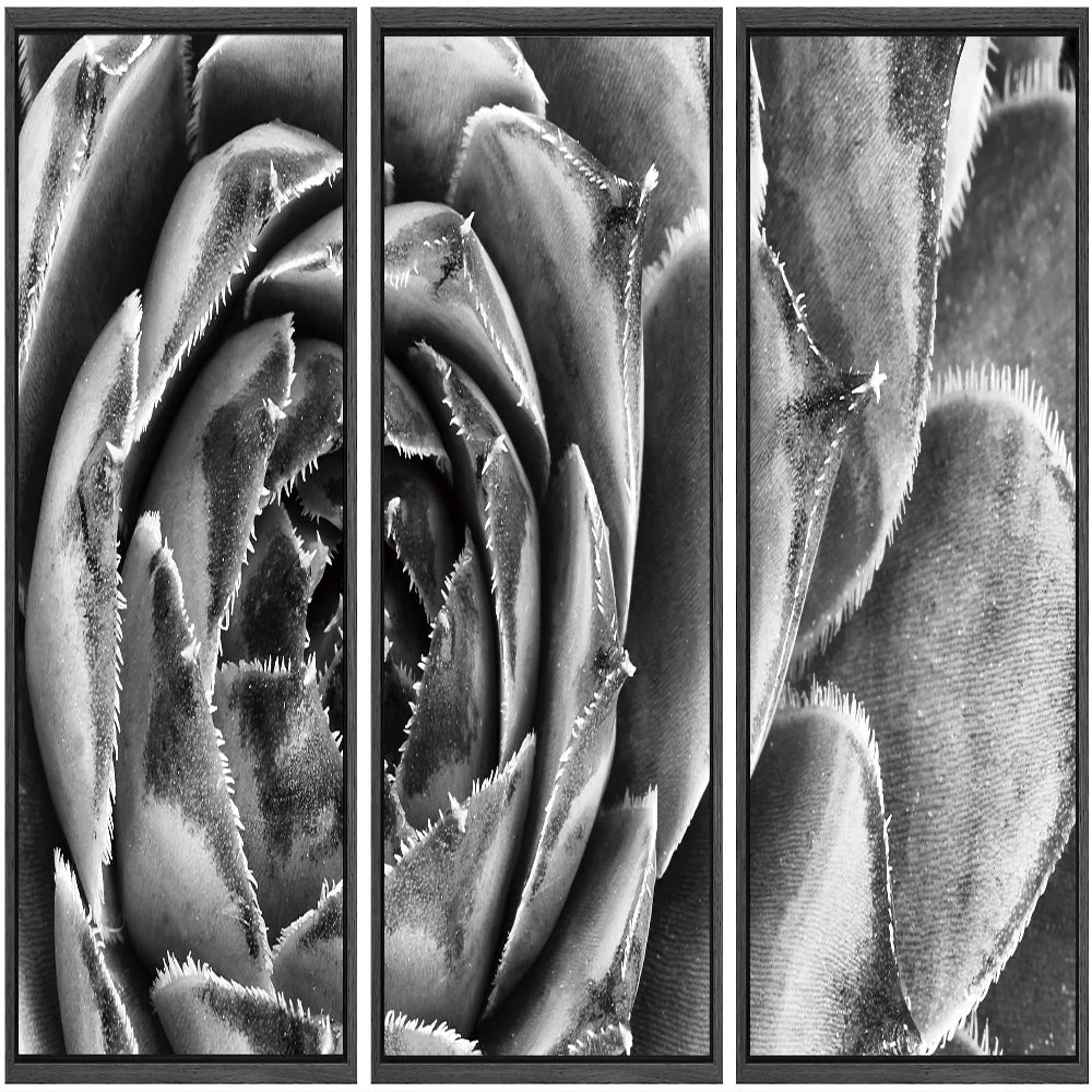 SIGNWIN Framed Canvas Wall Art Houseleek Petal Pattern Botanical Succulent Photography Minimalism Contemporary Closeup Dramatic Black and White for Living Room, Bedroom, Office - 16"x24"x3 Black