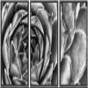 SIGNWIN Framed Canvas Wall Art Houseleek Petal Pattern Botanical Succulent Photography Minimalism Contemporary Closeup Dramatic Black and White for Living Room, Bedroom, Office - 16"x24"x3 Black view 1