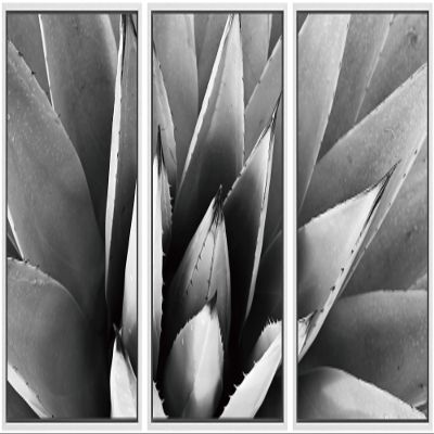SIGNWIN Framed Canvas Wall Art Agave Plant Petal Botanical Succulent Photography Minimalism Contemporary Closeup Dramatic Black and White for Living Room, Bedroom, Office - 16"x24"x3 White