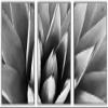 SIGNWIN Framed Canvas Wall Art Agave Plant Petal Botanical Succulent Photography Minimalism Contemporary Closeup Dramatic Black and White for Living Room, Bedroom, Office - 16"x24"x3 White view 1