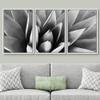 SIGNWIN Framed Canvas Wall Art Agave Plant Petal Botanical Succulent Photography Minimalism Contemporary Closeup Dramatic Black and White for Living Room, Bedroom, Office - 16"x24"x3 White view 2