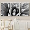 SIGNWIN Framed Canvas Wall Art Agave Plant Petal Botanical Succulent Photography Minimalism Contemporary Closeup Dramatic Black and White for Living Room, Bedroom, Office - 16"x24"x3 White view 3