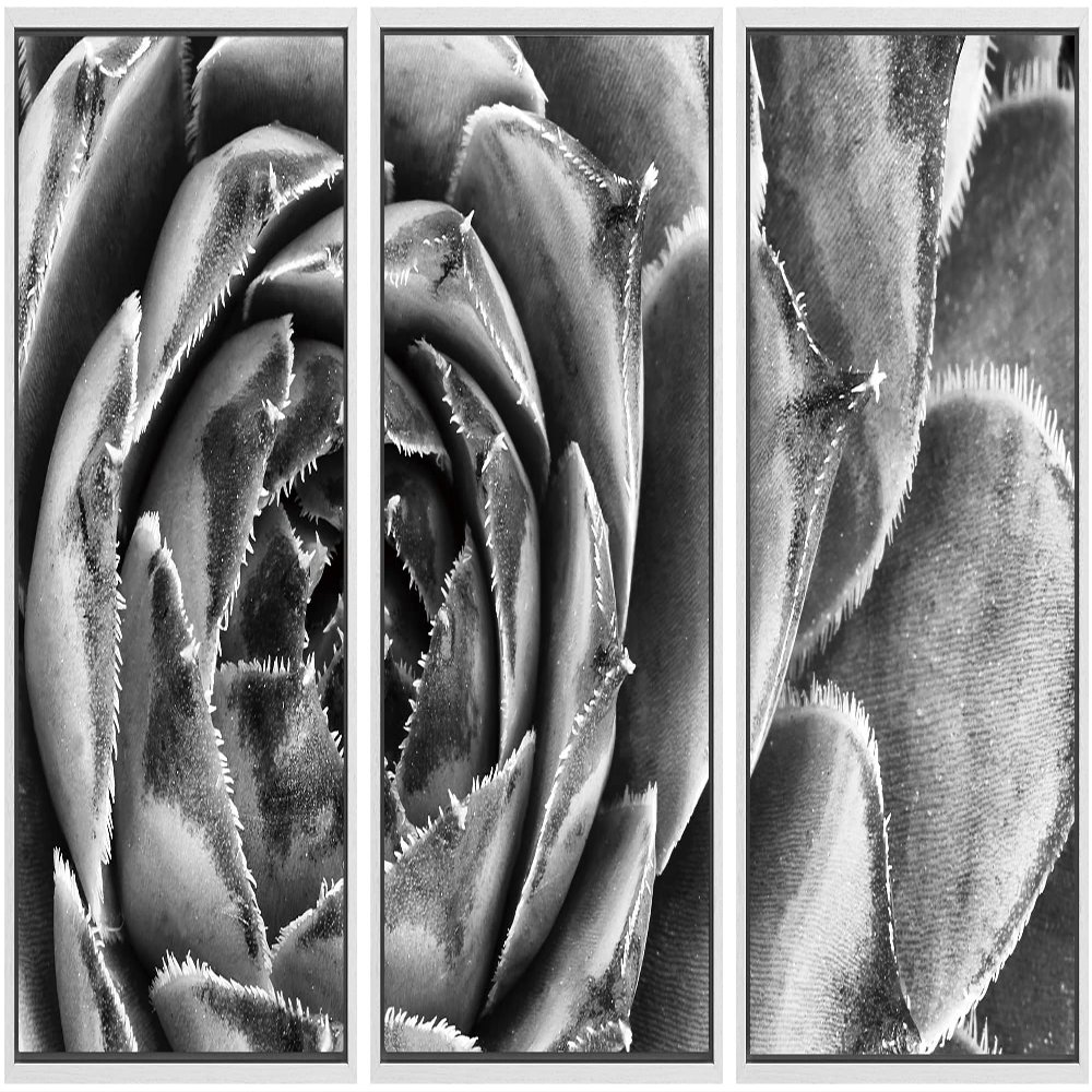 SIGNWIN Framed Canvas Wall Art Houseleek Petal Pattern Botanical Succulent Photography Minimalism Contemporary Closeup Dramatic Black and White for Living Room, Bedroom, Office - 16"x24"x3 White