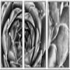 SIGNWIN Framed Canvas Wall Art Houseleek Petal Pattern Botanical Succulent Photography Minimalism Contemporary Closeup Dramatic Black and White for Living Room, Bedroom, Office - 16"x24"x3 White view 1
